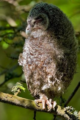 Tawny Owl