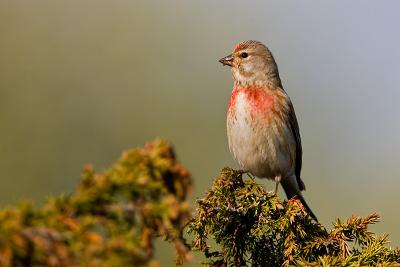 Common Linnet 