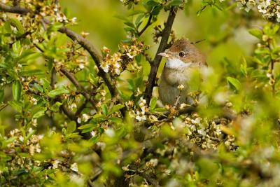 Common Whitethroat