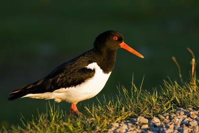 Oystercatcher, Haematopus ostralegus