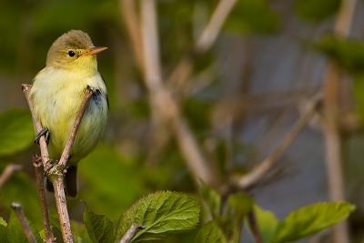 Icterine Warbler