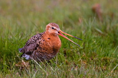 Black-tailed Godwit, Limosa limosa