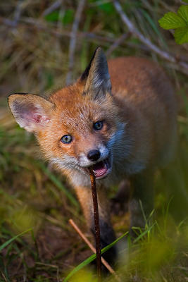 Fox in the forest