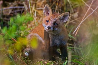 Fox with a itch