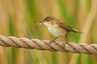 European Reed Warbler (Eurasian Reed Warbler)