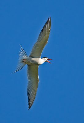 Fisktrna Sterna hirundo Common Tern