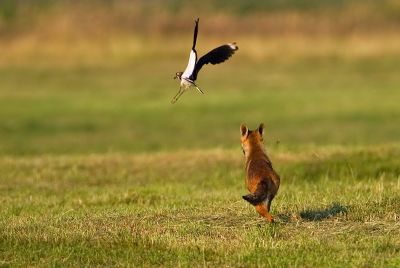 Fox hunting a Northern Lapwing