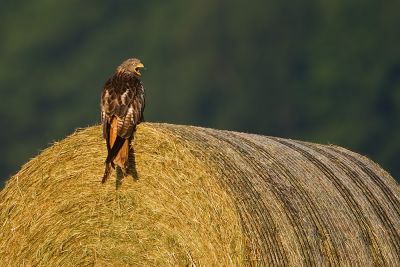 Red Kite