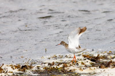 Common Redshank, Tringa totanus