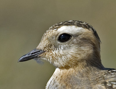 Dotterel