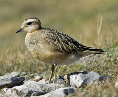 Dotterel