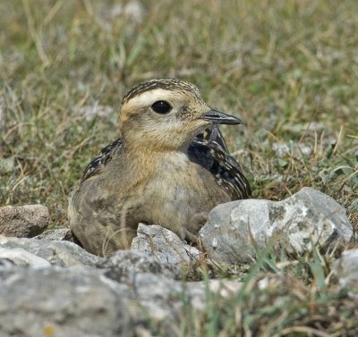 Dotterel