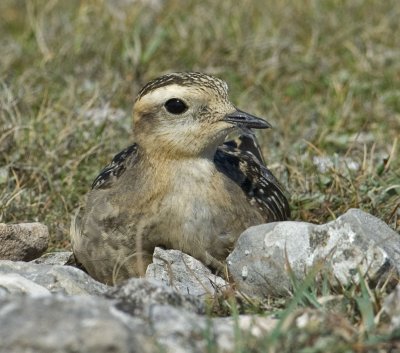 Dotterel