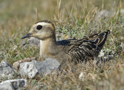 Dotterel
