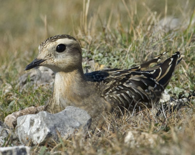 Dotterel