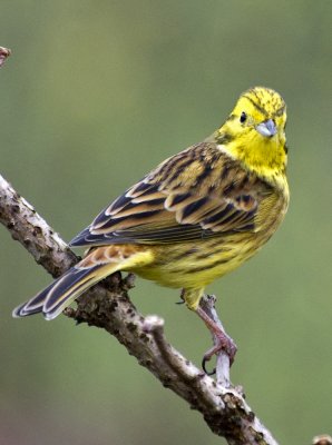 Yellowhammer