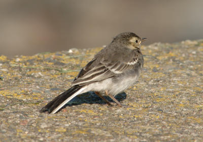 pied wagtail fledgling