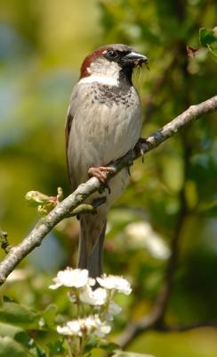 House Sparrow