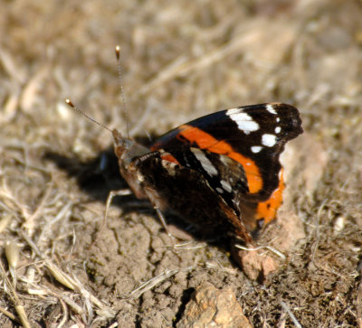 red_admiral