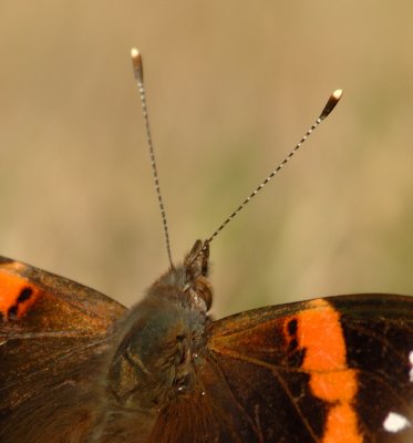 red_admiral