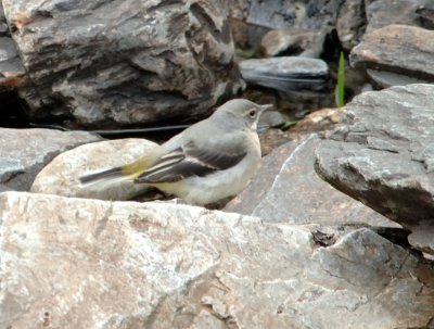 grey wagtail- young bird