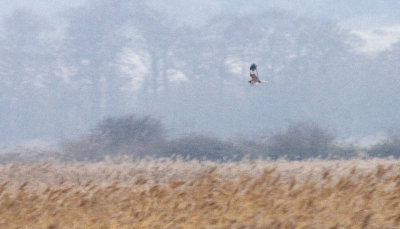 marshharrier1.jpg