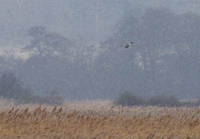 marshharrier2.jpg