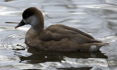 Redcrested Pochard2.jpg