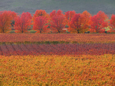 Napa Valley & Sonoma All Year Round