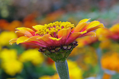 Fall Zinnia