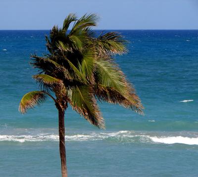 Palm and the Atlantic