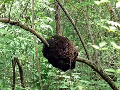 A termite nest!!!
