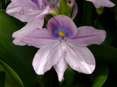 Iris looking water plant