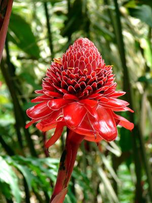 Tulip Torch Ginger