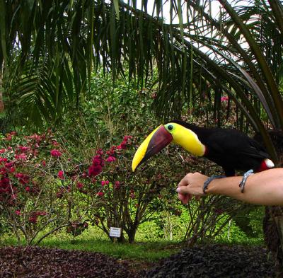 Toucan
