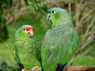 Green Parrots