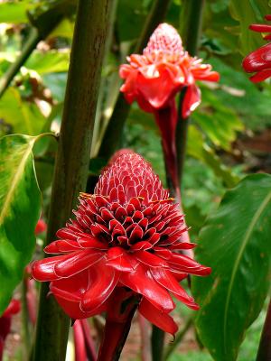 Tulip Torch Ginger