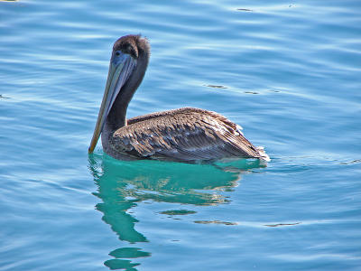 Finally I got a decent pelican pic