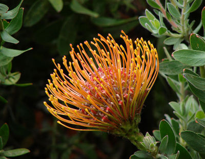 Pincushion Protea