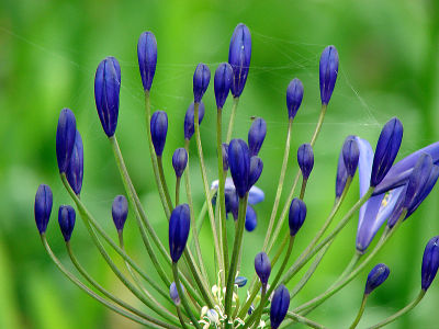 Agapantha Buds with spider web