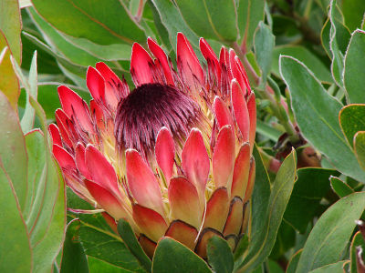King Protea Two