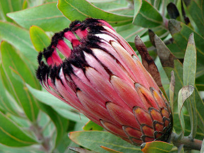 Protea Nerifolia