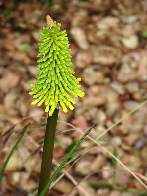 Yellow Firepoker