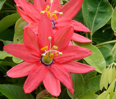 Red Passionflower