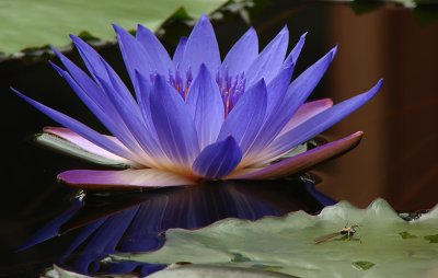 Lavender Blue Waterlily