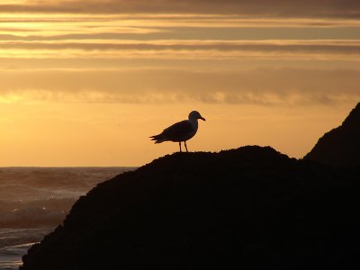 Seagull at sunset