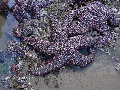 Purple Starfish