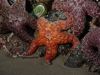 Stunning Starfish