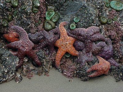Low Tide Rewards