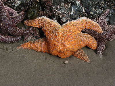 Huge Starfish